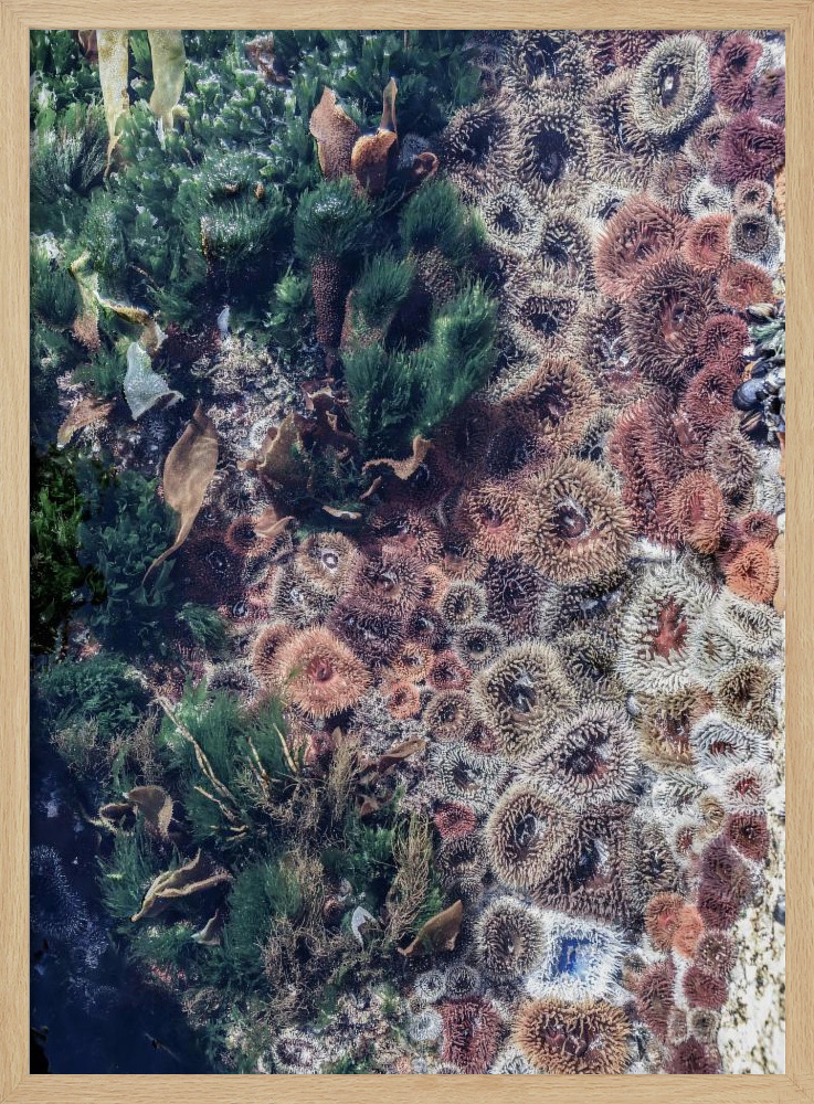 Poster - Ocean Curiosities natural wood poster frame