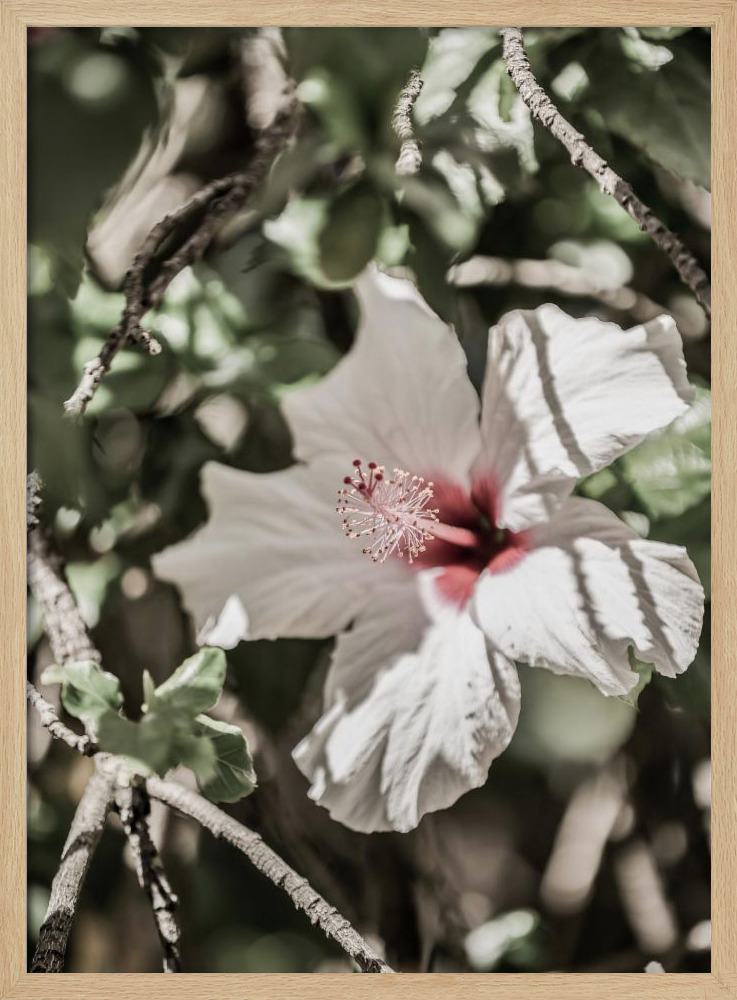 Poster - Pale Pink Hibiscus natural wood poster frame