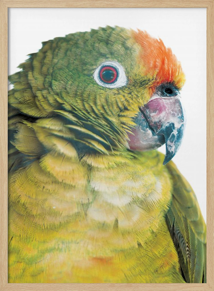 Poster - Parrot natural wood poster frame