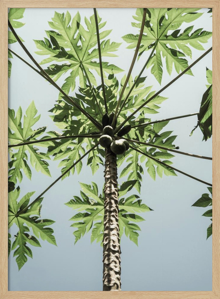 Poster - Paw Paw natural wood poster frame
