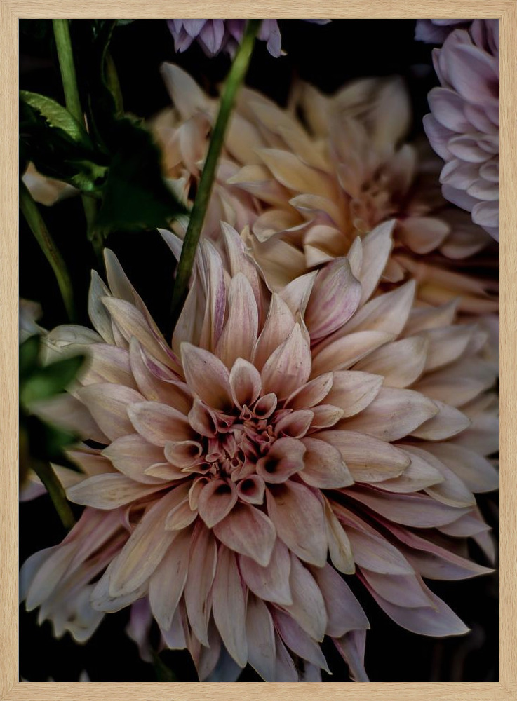 Poster - Queen of the Night natural wood poster frame