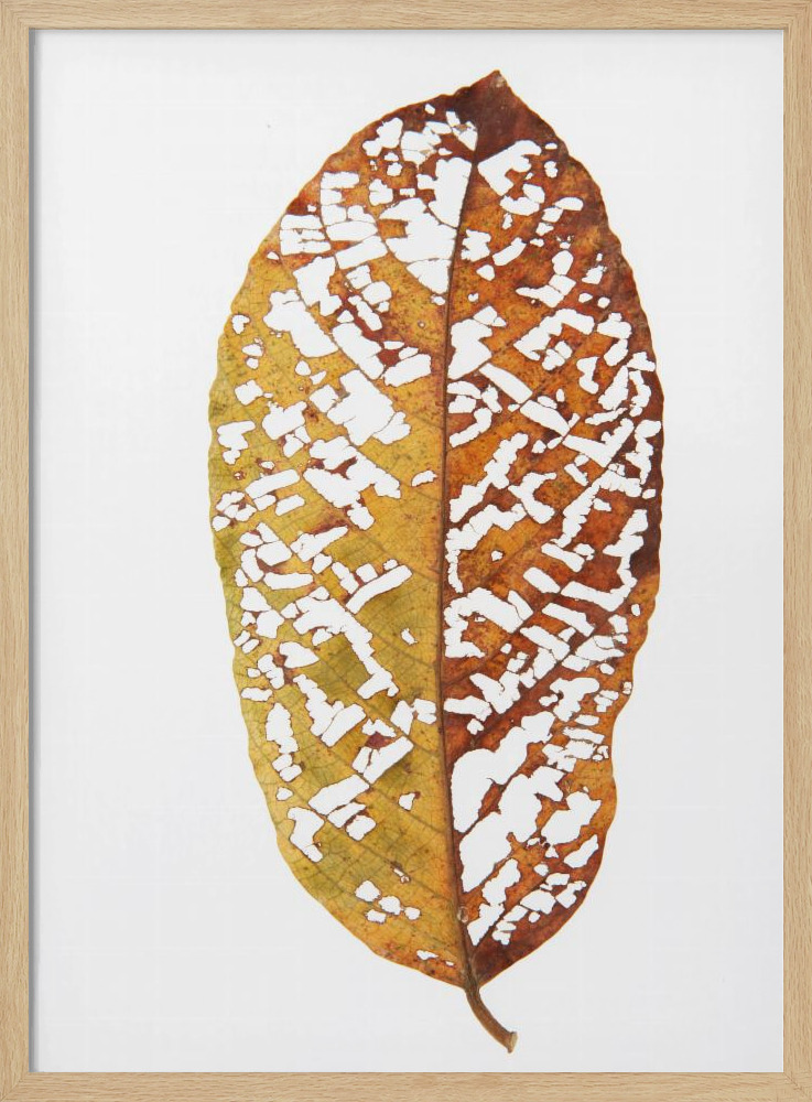 Poster - Rainforst Leaf 02 natural wood poster frame