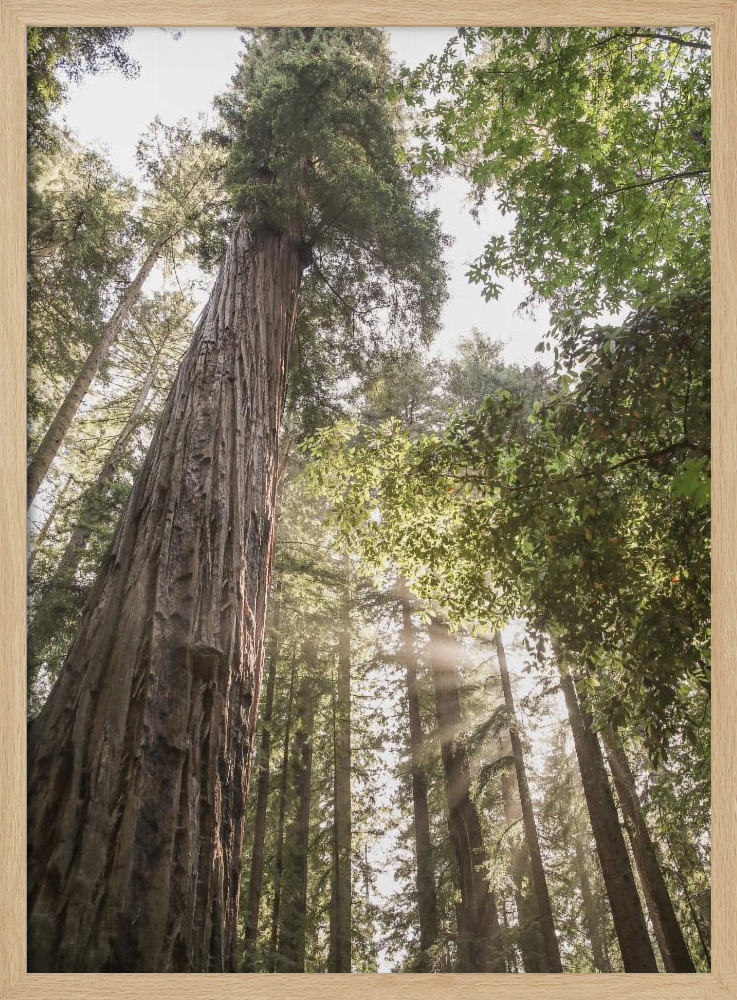 Poster - Redwoods natural wood poster frame