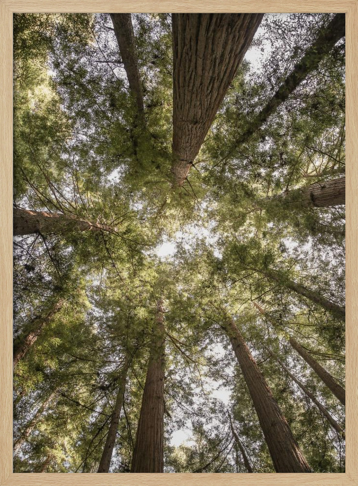 Poster - Reedwood Forest natural wood poster frame