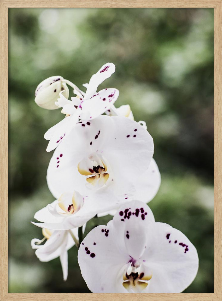 Poster - Spring Blooms natural wood poster frame