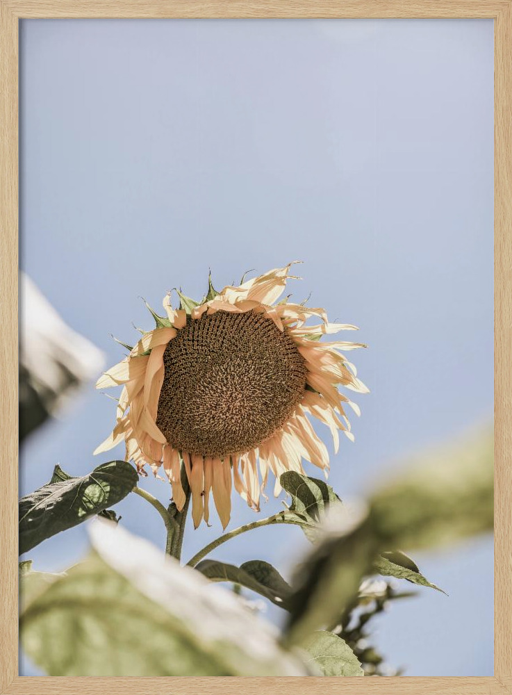 Affiche - Sun Bloom cadre de poster en bois naturel