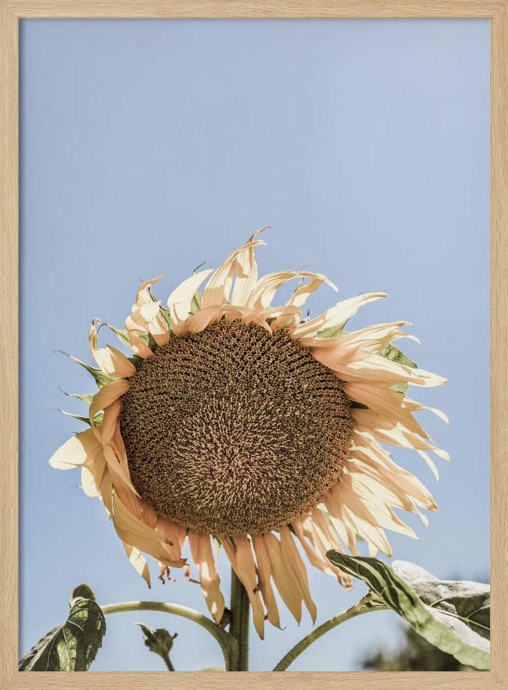 Affiche - Sunny Bloom cadre de poster en bois naturel