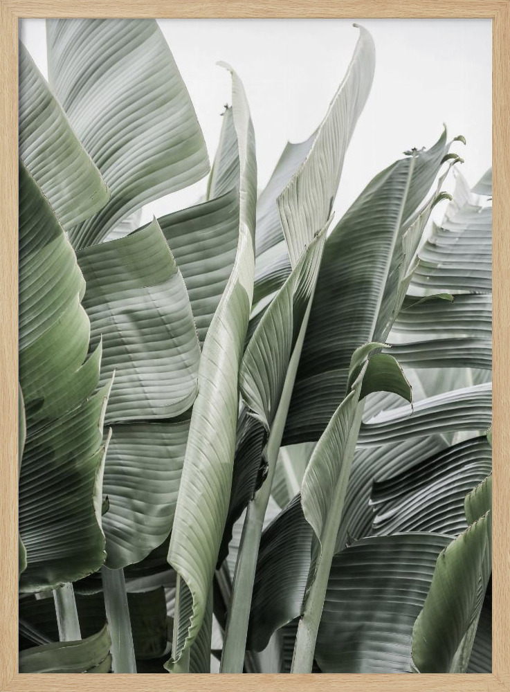 Poster - Wild Bannna natural wood poster frame