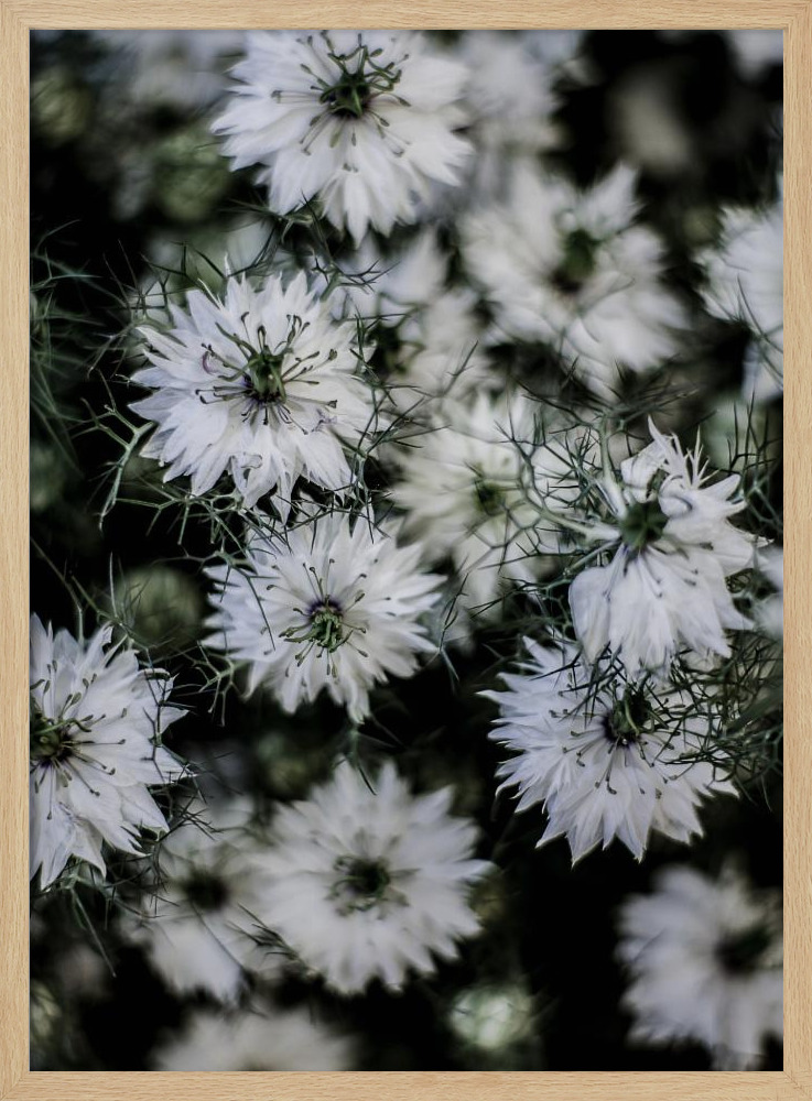 Poster - Wild Daisey natural wood poster frame