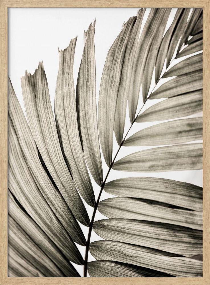 Poster - Palm Leaves 22 natural wood poster frame