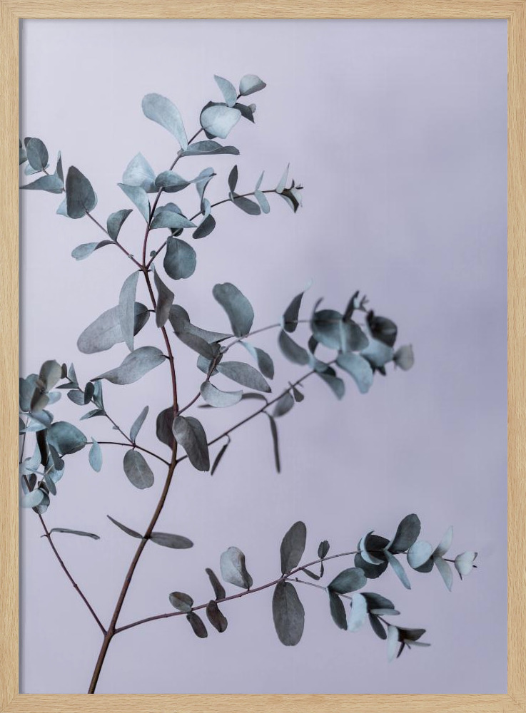 Poster - Eucalyptus 13 natural wood poster frame