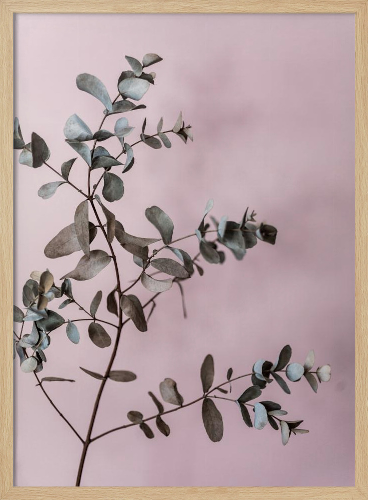 Poster - Eucalyptus 12 natural wood poster frame