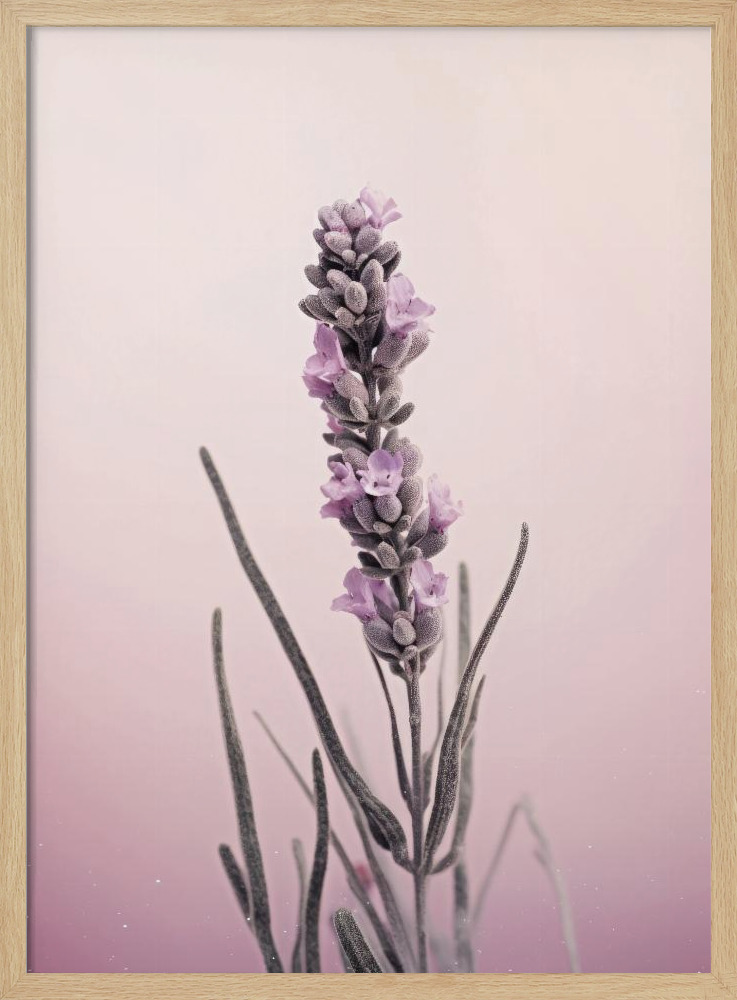 Affiche - Pastel Lavender cadre de poster en bois naturel