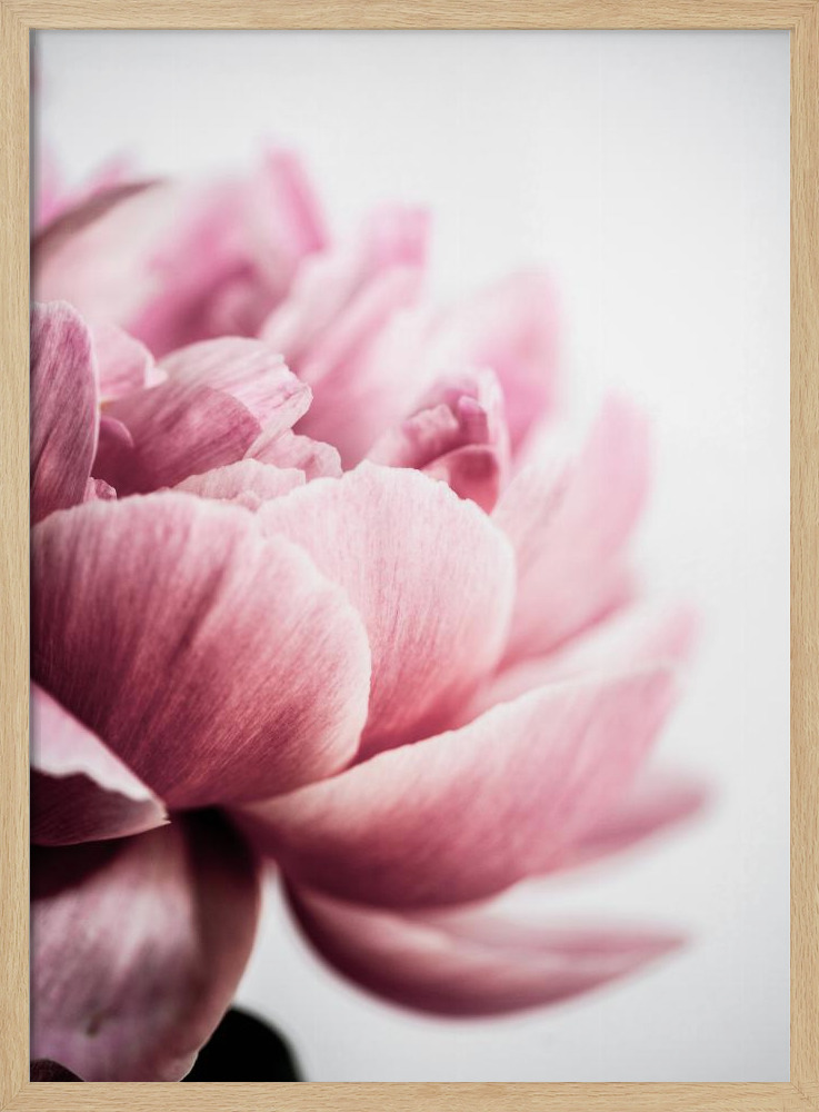 Poster - Peony 1 natural wood poster frame