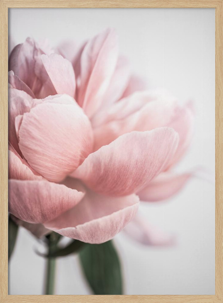 Plakat - Peony 3 ramka na plakat z naturalnego drewna