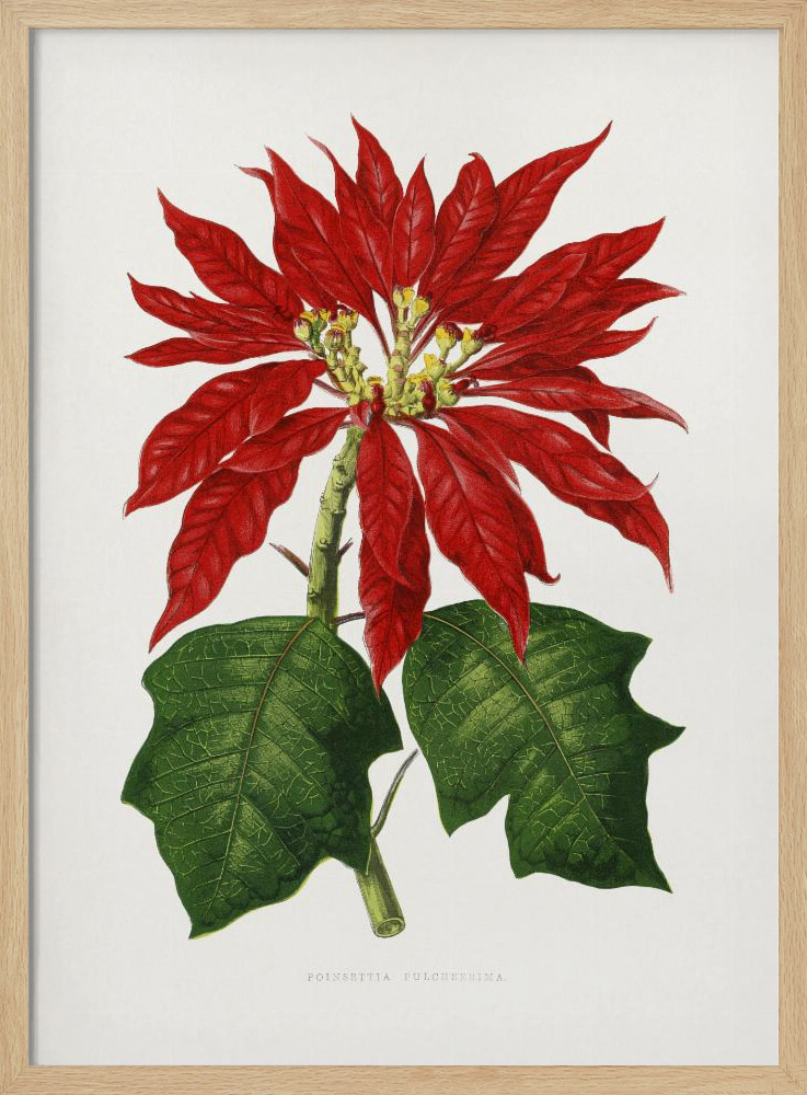Poster Poinsettia Pulcherrima Leaf Illustration - Affisch natural wood poster frame