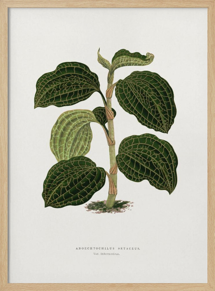 Poster – Green Anoechtochilus Setaceus Leaf Illustration natural wood poster frame