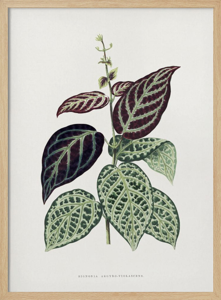 Poster - Green Bignonia Argyro Violascens Leaf Illustration natural wood poster frame