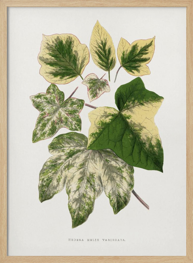 Poster – Green Leaf Illustration natural wood poster frame