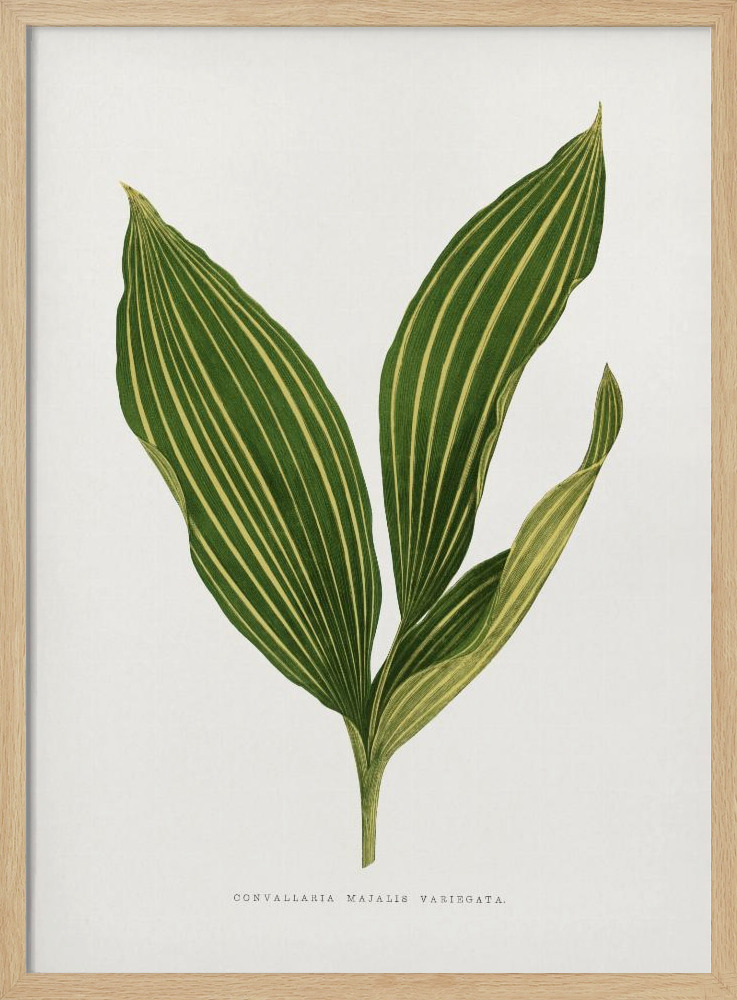 Plakat - Lily of the Valley Leaf Illustration ramka na plakat z naturalnego drewna