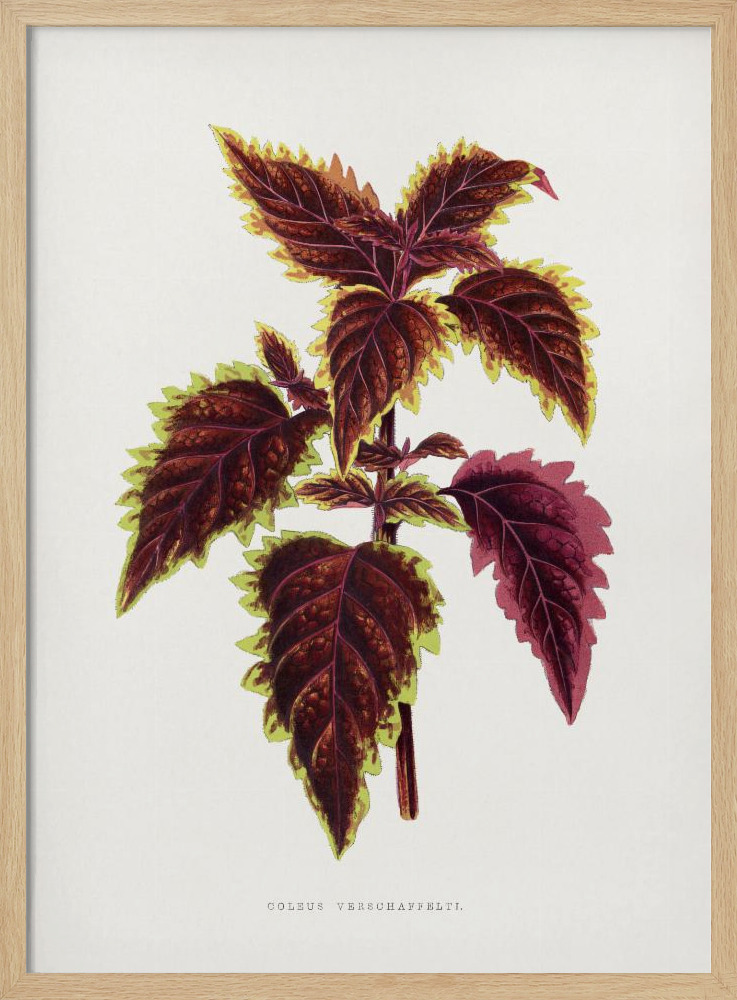 Plakat - Pink Coleus Leaf Illustration ramka na plakat z naturalnego drewna