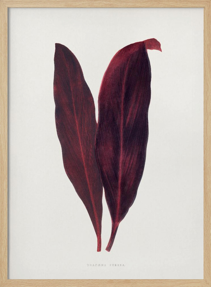 Poster – Pink Dracaena Ferrea Leaf Illustration natural wood poster frame