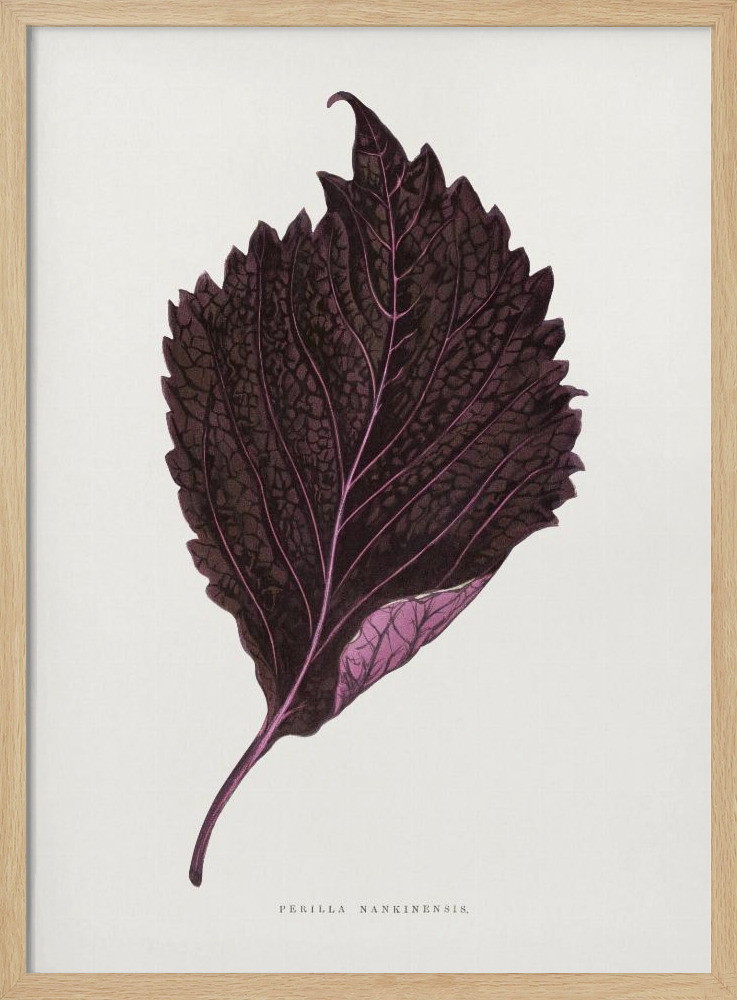 Poster - Pink Perilla Nankinensis Leaf Illustration natural wood poster frame
