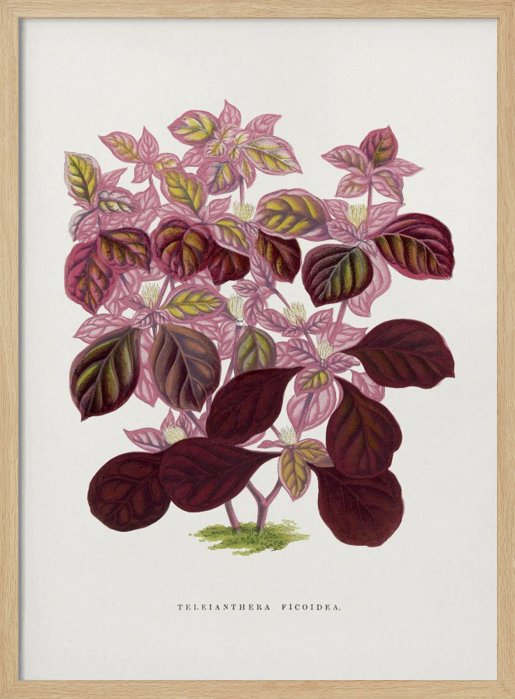 Poster - Pink Teleianthera Ficoidea Leaf Illustration natural wood poster frame