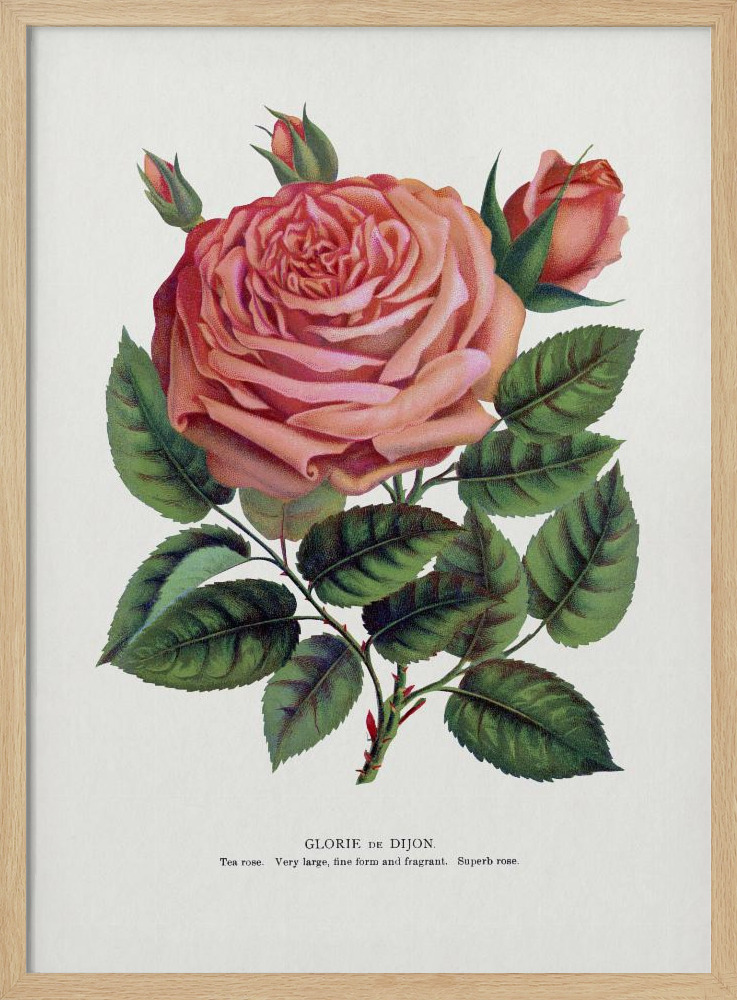 Poster - Pink Rose, Glorie De Dijon Lithograph natural wood poster frame