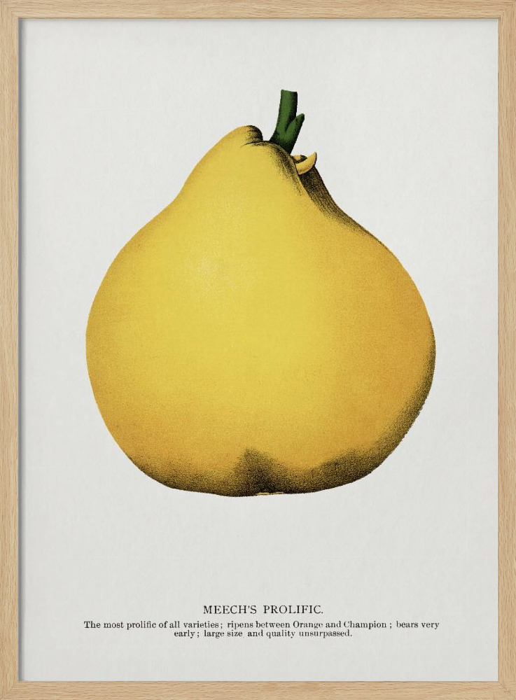 Poster - Meech's Prolific Pear Lithograph posterframe van natuurlijk hout
