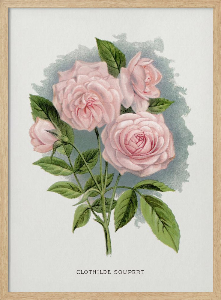 Poster - Pink Rose, Clothilde Soupert Lithograph natural wood poster frame