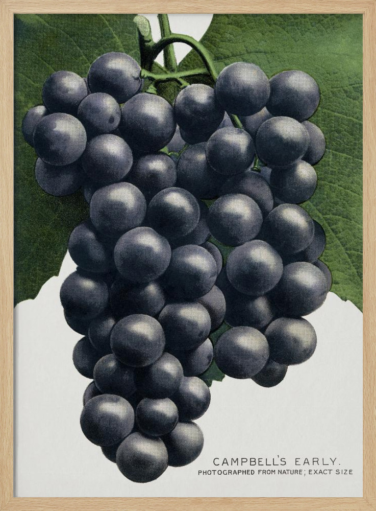 Poster - Campbell's Early Grape Lithograph natural wood poster frame