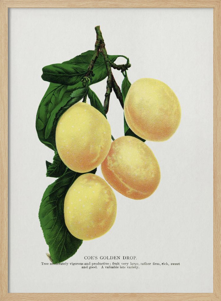 Poster - Coe's Golden Drop Plum Lithograph natural wood poster frame