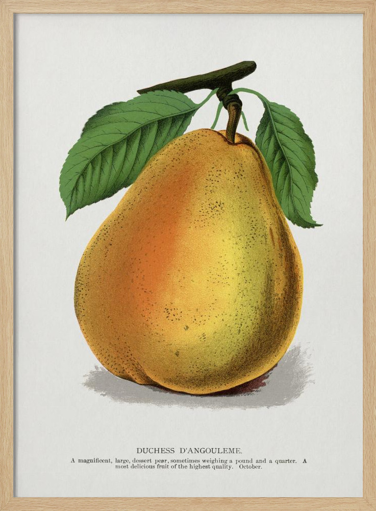 Poster - Duchess D'angouleme Pear Lithograph natural wood poster frame