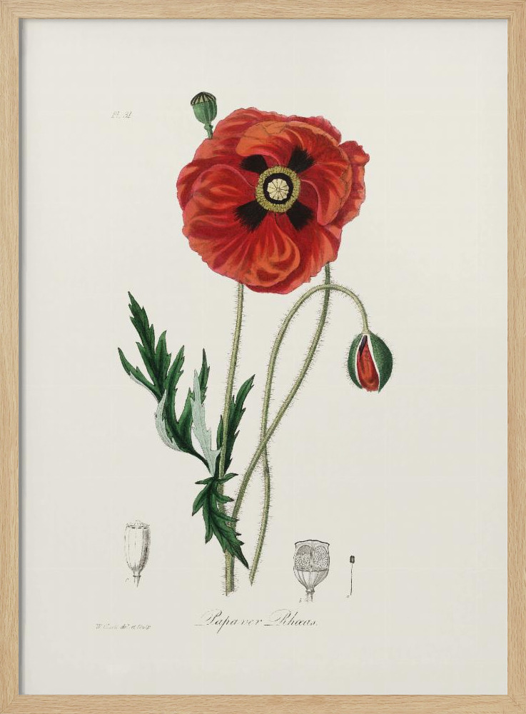 Poster - Common Poppy (papaver Rhoeas) Medical Botany natural wood poster frame