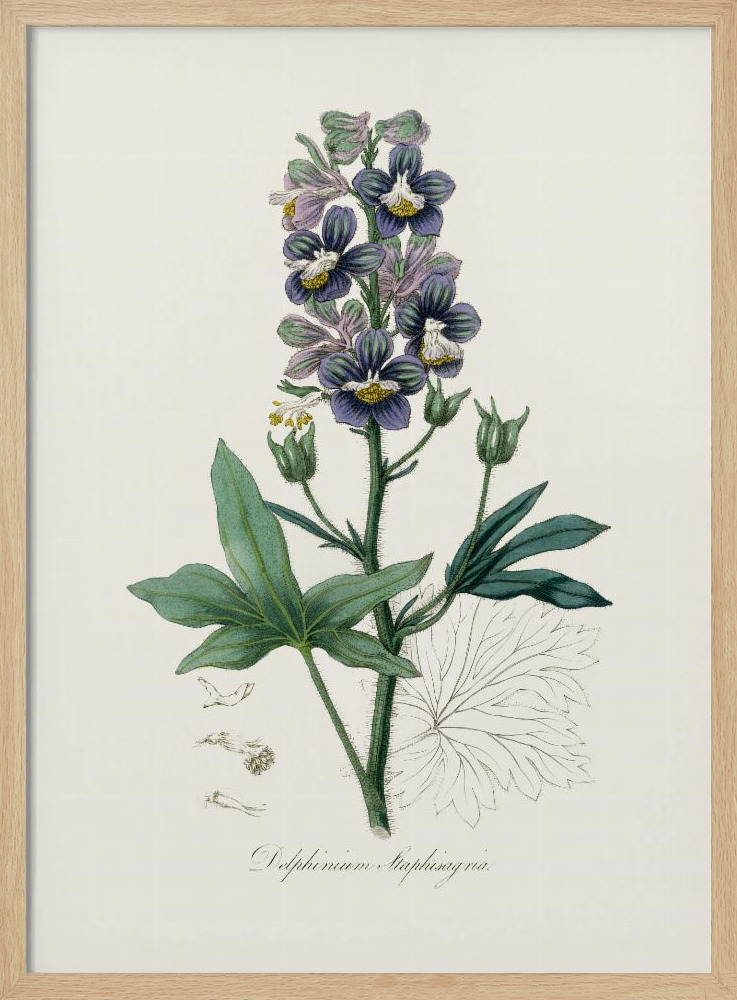 Poster - Delphinum Staphisagria Medical Botany natural wood poster frame