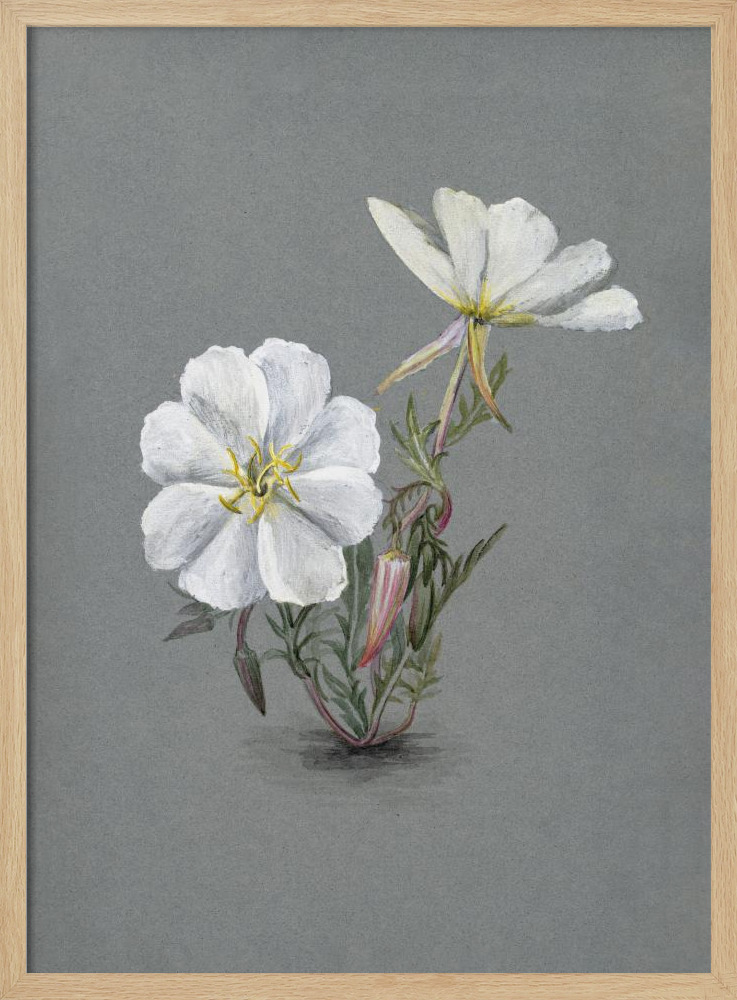 Poster - Giant Helleborine (1880) natural wood poster frame