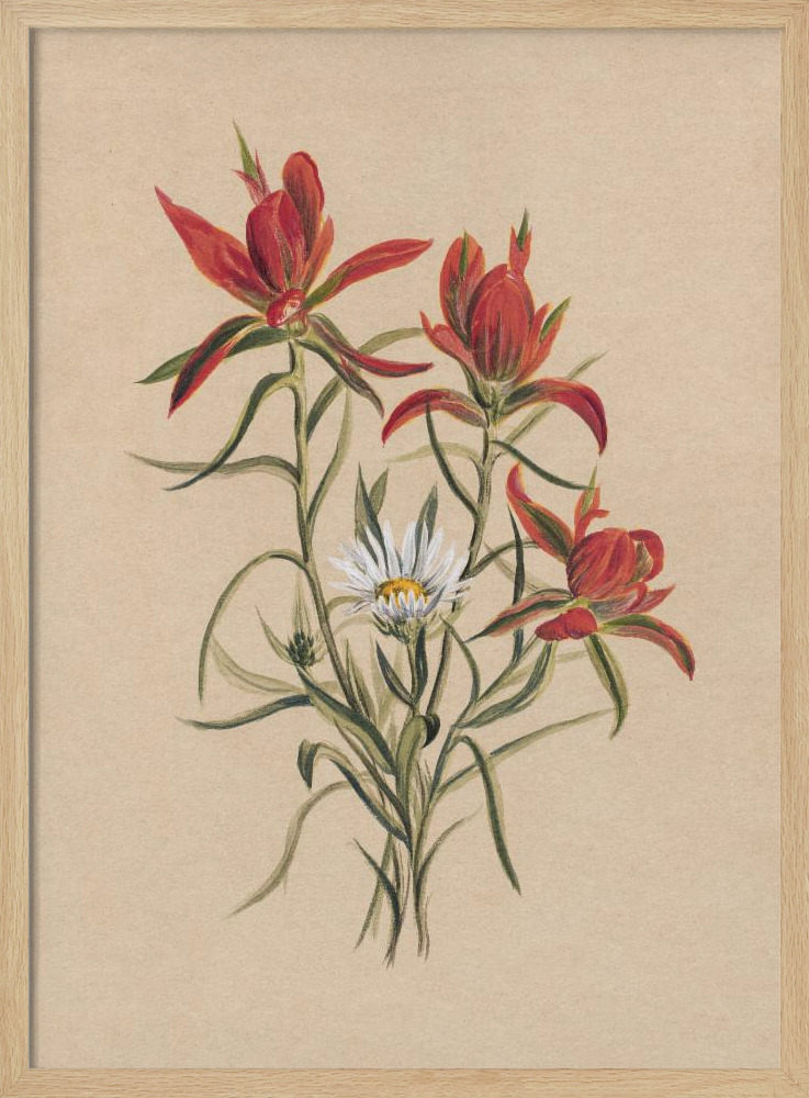Poster - Indian Paintbrush (1883) natural wood poster frame