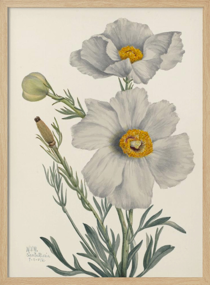 Poster - Matilija Poppy natural wood poster frame