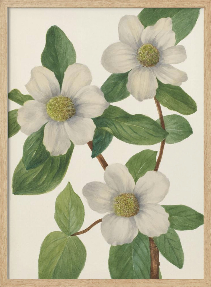 Poster - Pacific Dogwood natural wood poster frame