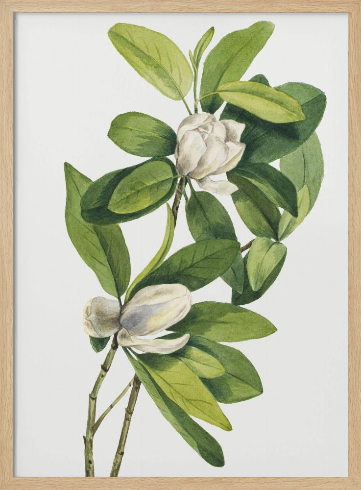 Poster - Swamp Magnolia (1918) posterframe van natuurlijk hout