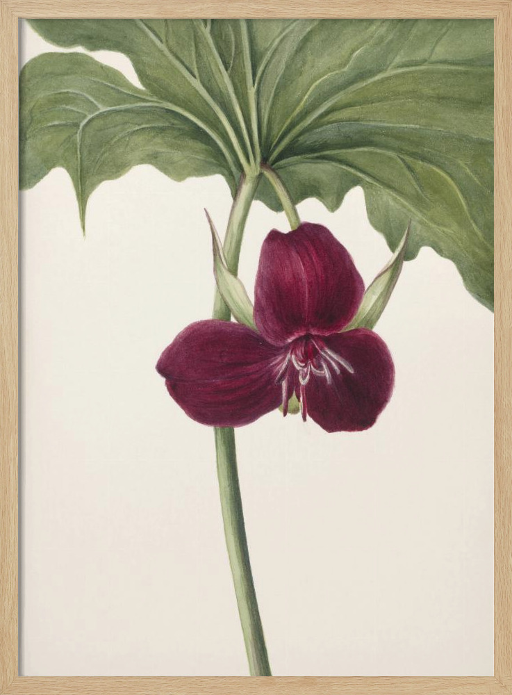 Poster - Sweet Trillium natural wood poster frame