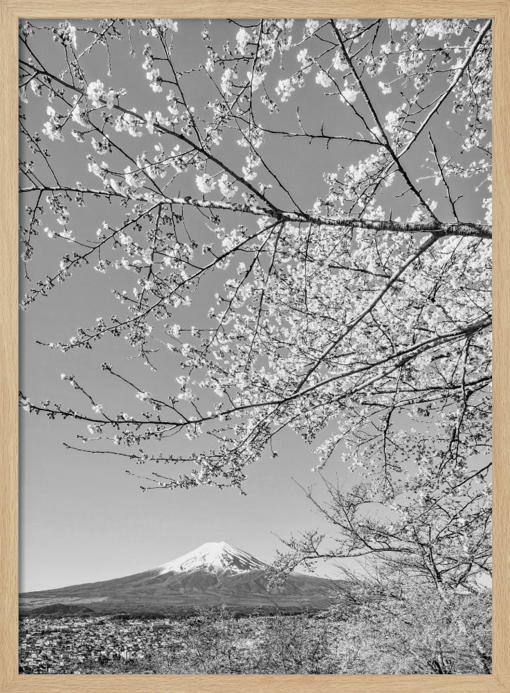 Poster - Charming view of Mount Fuji with cherry blossoms - monochrome natural wood poster frame