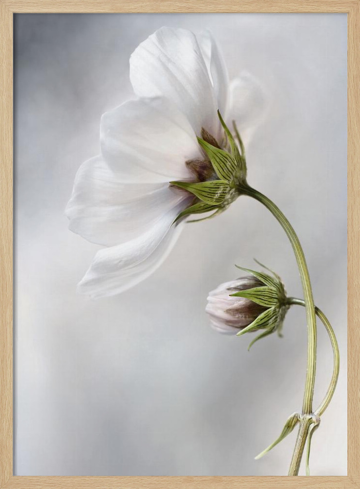 Affiche - Heavenly Cosmos cadre de poster en bois naturel