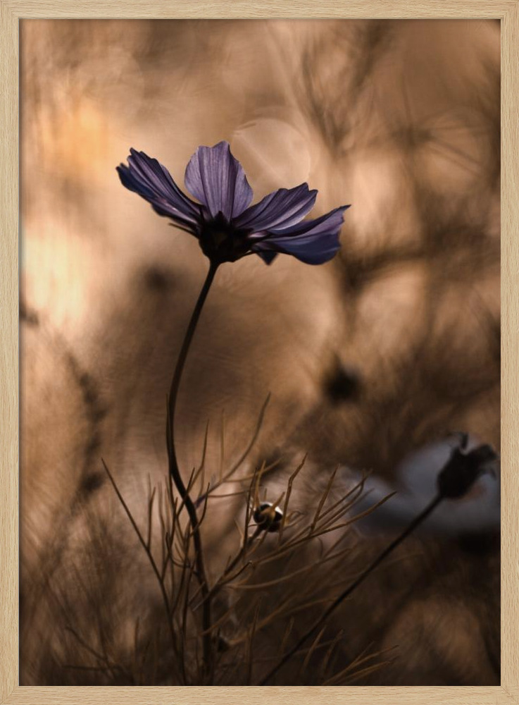 Poster - The Dancing Queen natural wood poster frame