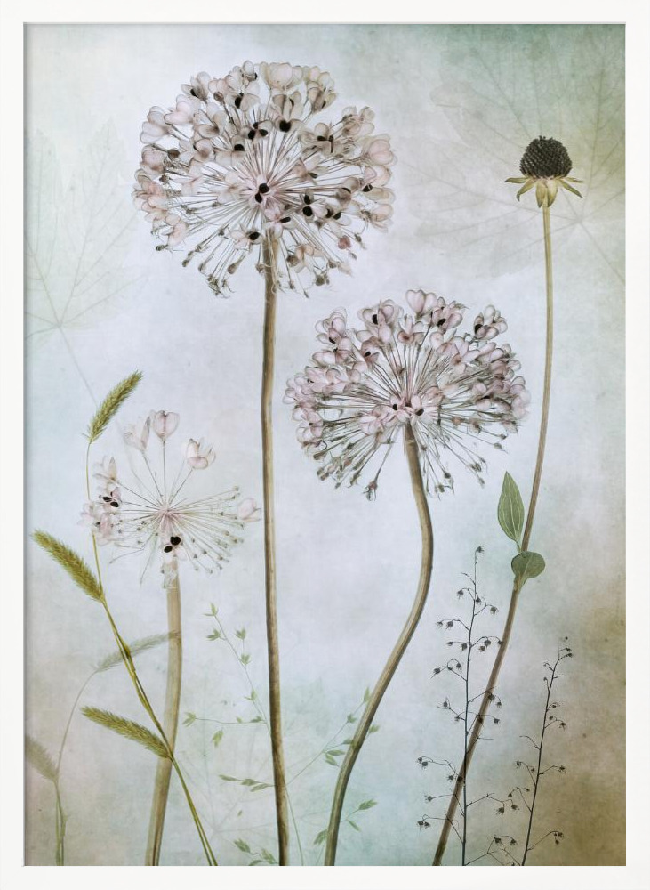 Poster - Allium white wood poster frame