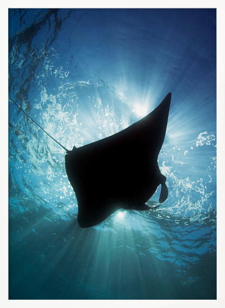 Poster - Manta Silhouette posterframe wit hout