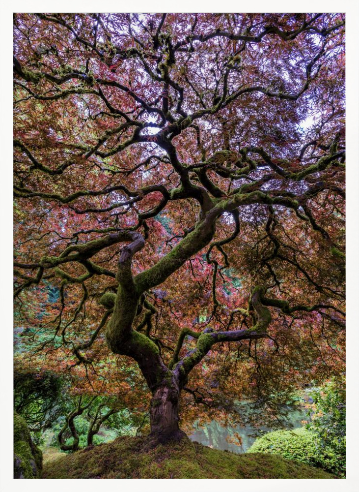 Poster - Japanese Maple Tree white wood poster frame