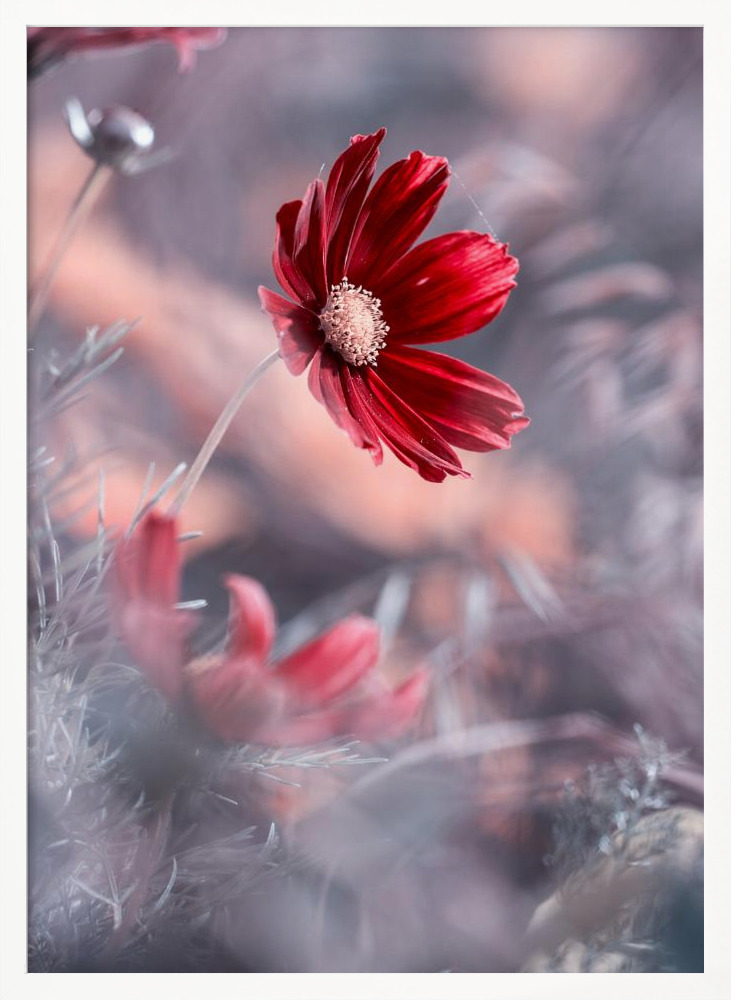 Poster - Carmen II white wood poster frame