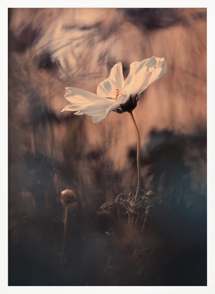 Poster - The Bride white wood poster frame